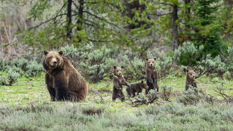 2020-05 Yellowstone Grizzly 399 with 4 cubs 2